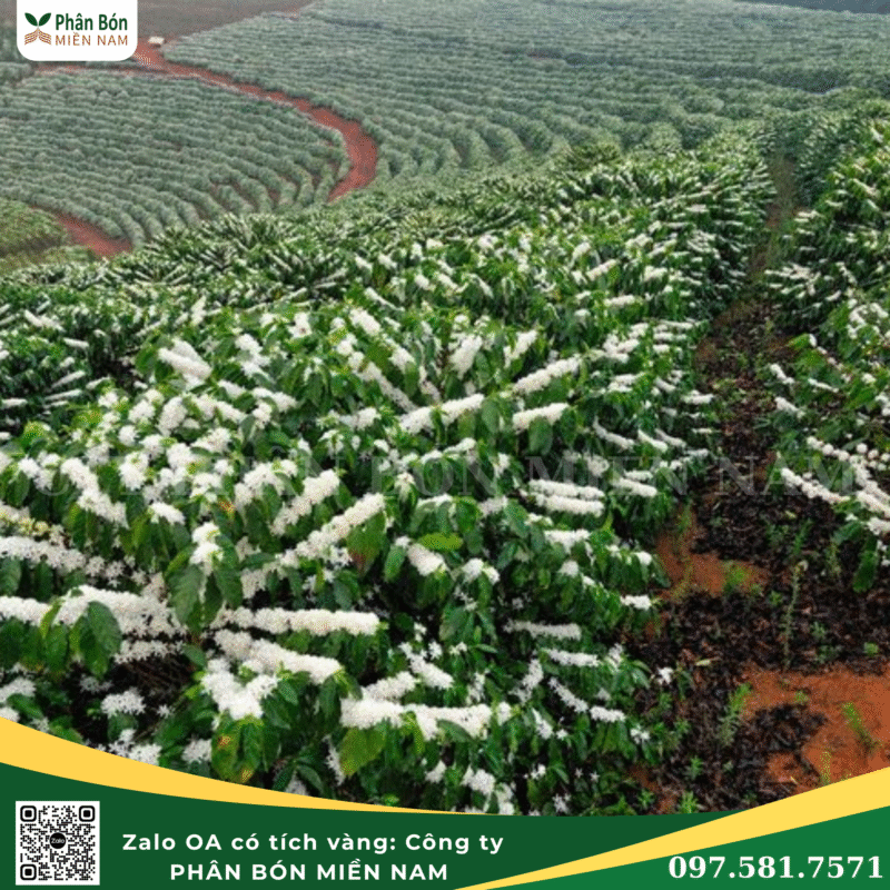 Vườn Bón Đạm Tôm Agrium tăng năng suất kỉ lục