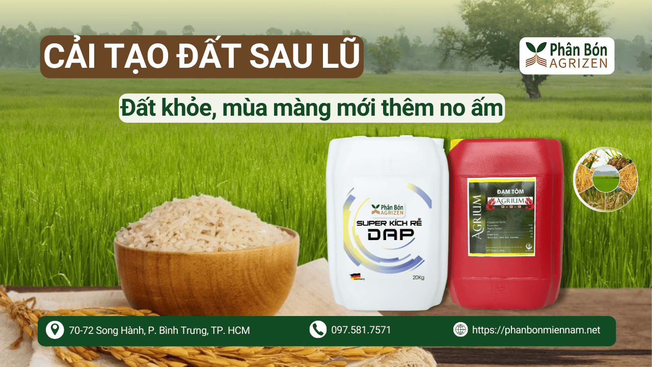 Cải Tạo Đất Sau Lũ – Đất Khỏe Mùa Màng Mới Thêm No Ấm