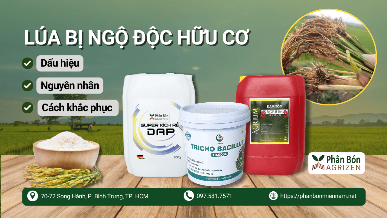 Lúa Bị Ngộ Độc Hữu Cơ Dấu Hiệu, Nguyên Nhân Và Cách Khắc Phục Hiệu Quả