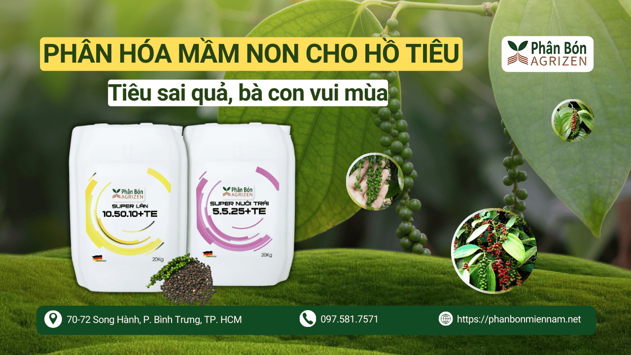 Phân Hóa Mầm Hoa Cho Hồ Tiêu – Tiêu Sai Quả, Bà Con Vui Mùa Cùng Agrizen