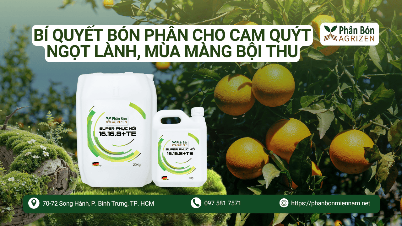 Bí Quyết Bón Phân Cho Cam Quýt Ngọt Lành, Mùa Màng Bội Thu Cùng Agrizen