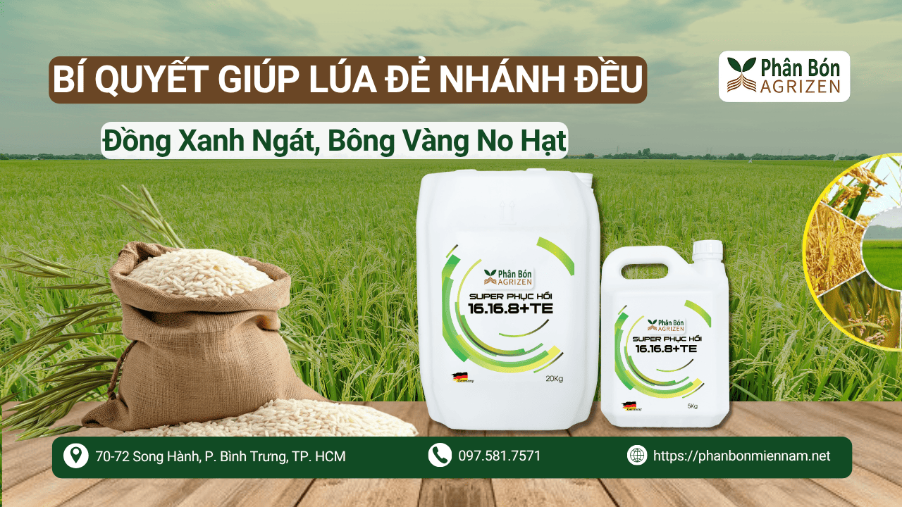 Bí Quyết Giúp Lúa Đẻ Nhánh Đều – Đồng Xanh Ngát, Bông Vàng No Hạt