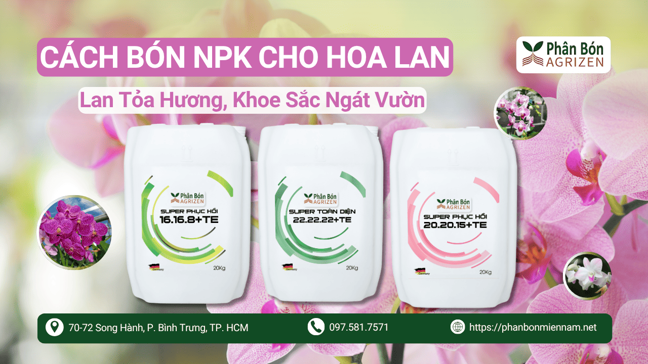 Cách Bón NPK Cho Hoa Lan Tỏa Hương, Khoe Sắc Ngát Vườn