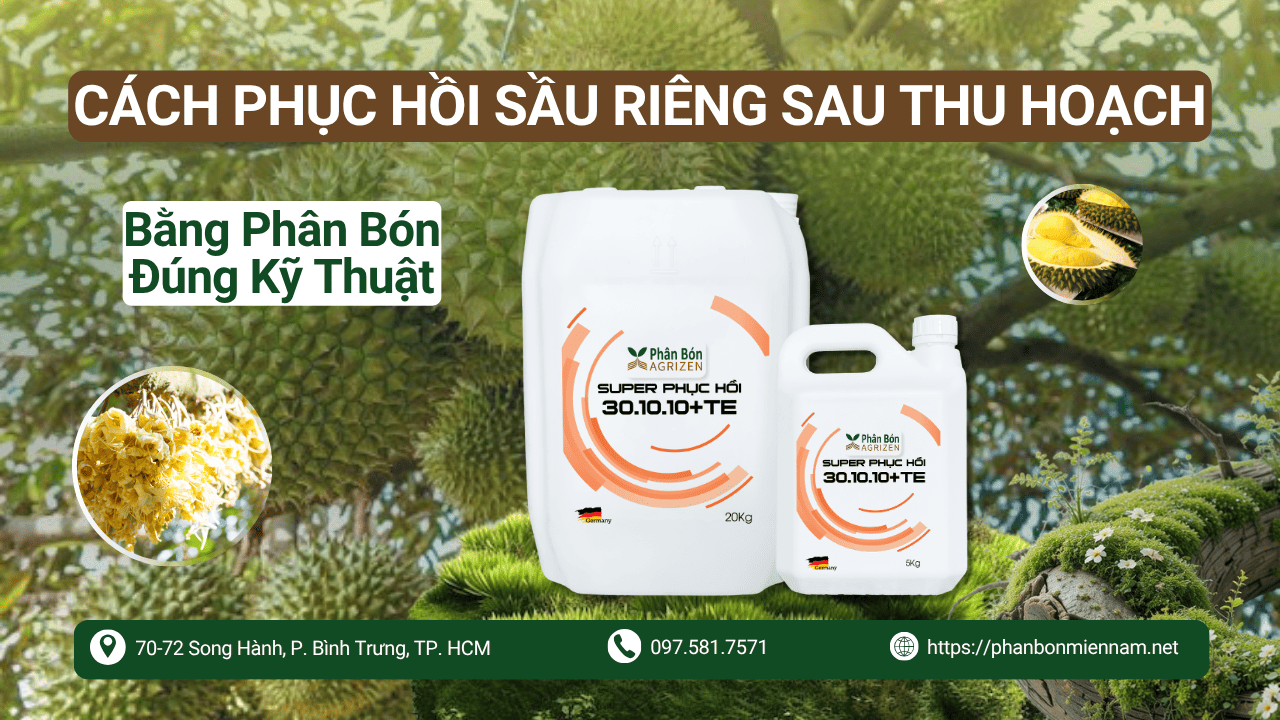Cách Phục Hồi Sầu Riêng Sau Thu Hoạch Bằng Phân Bón Đúng Kỹ Thuật