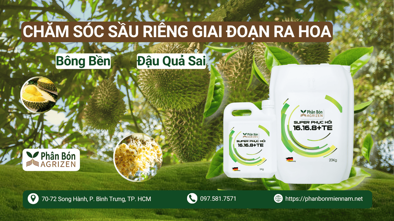 Chăm Sóc Sầu Riêng Giai Đoạn Ra Hoa – Bông Bền, Đậu Quả Sai Cùng Agrizen