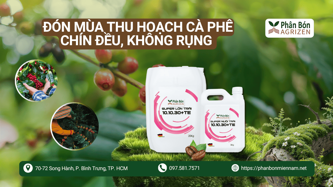 Đón Mùa Thu Hoạch Cà Phê Chín Đều, Không Rụng Cùng Agrizen