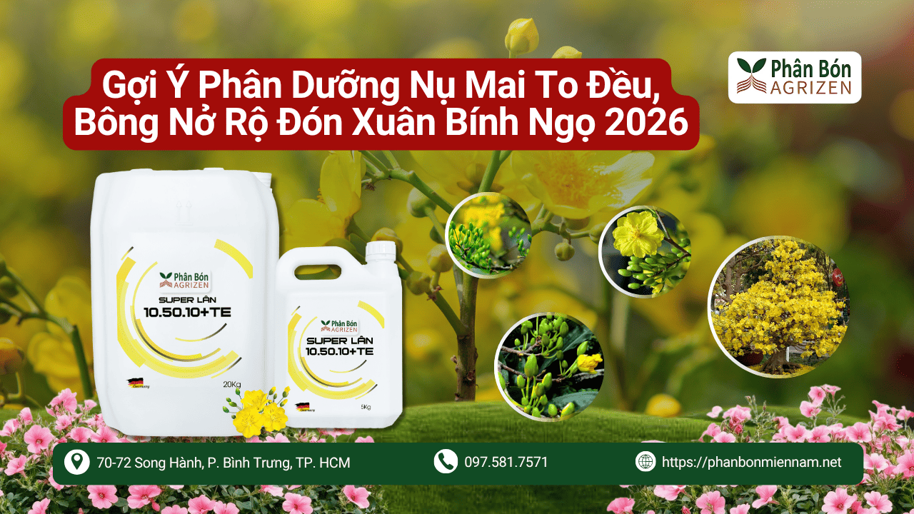 Gợi Ý Phân Dưỡng Nụ Mai To Đều, Bông Nở Rộ Đón Xuân Bính Ngọ 2026