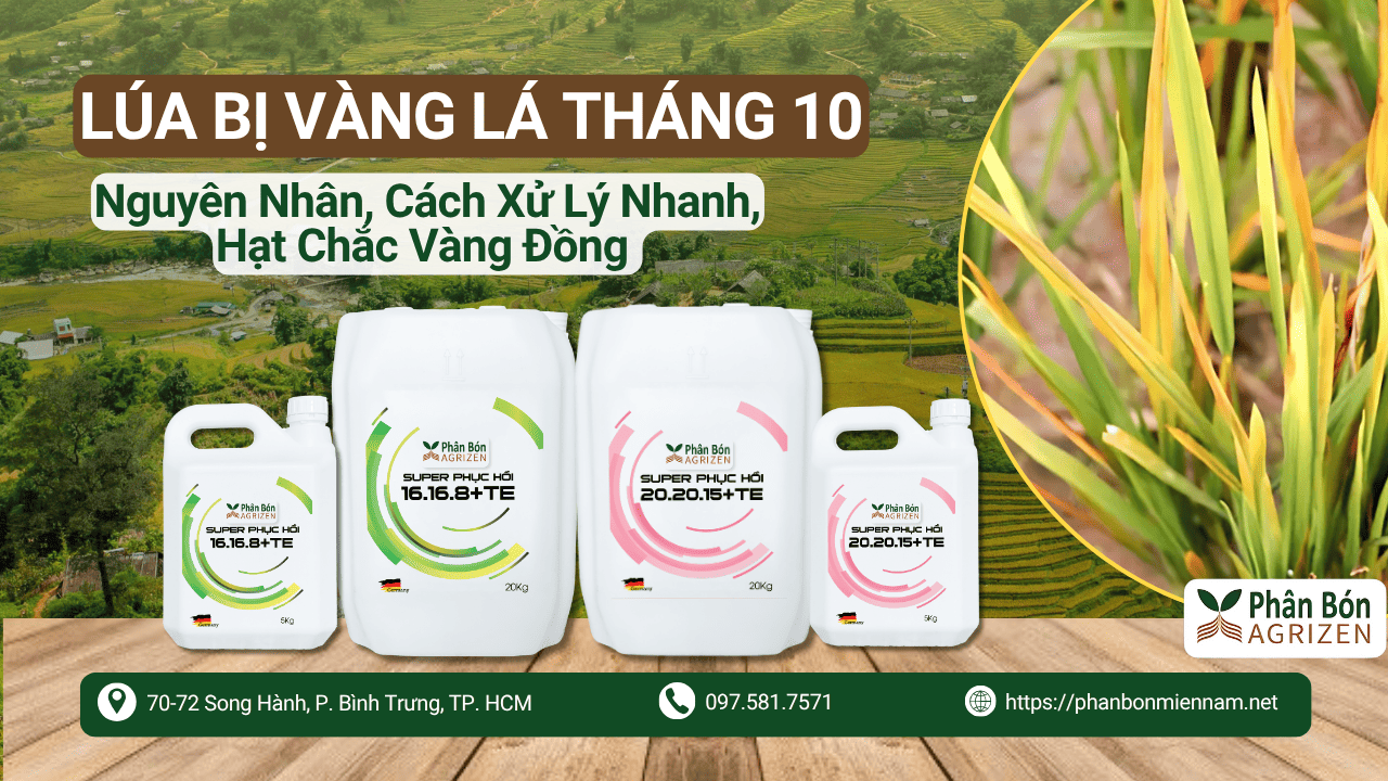 Lúa Bị Vàng Lá Tháng 10 – Nguyên Nhân, Cách Xử Lý Nhanh, Hạt Chắc Vàng Đồng