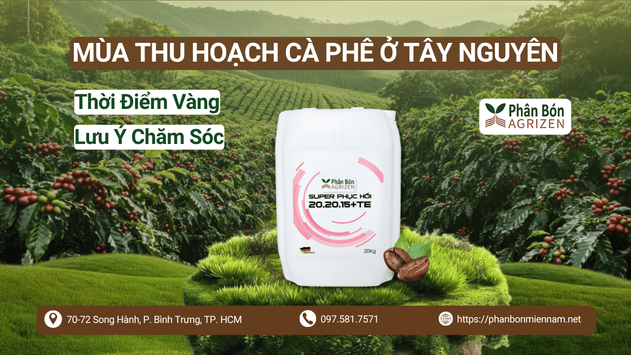 Mùa Thu Hoạch Cà Phê Ở Tây Nguyên – Thời Điểm Vàng Và Lưu Ý Chăm Sóc