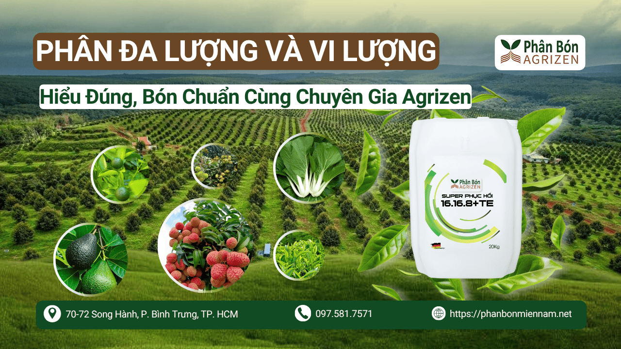 Phân Đa Lượng Và Vi Lượng – Hiểu Đúng, Bón Chuẩn Cùng Chuyên Gia Agrizen