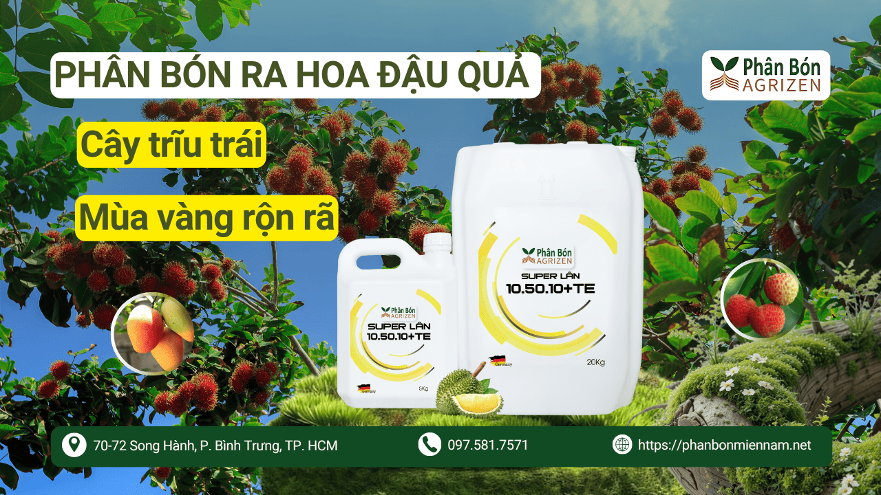 Phân bón ra hoa đậu quả giúp cây trĩu trái, mùa vàng rộn rã