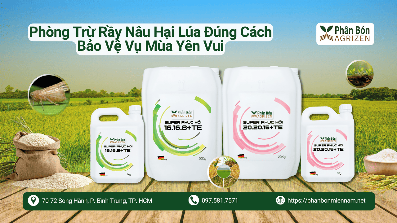 Phòng Trừ Rầy Nâu Hại Lúa Đúng Cách Bảo Vệ Vụ Mùa Yên Vui