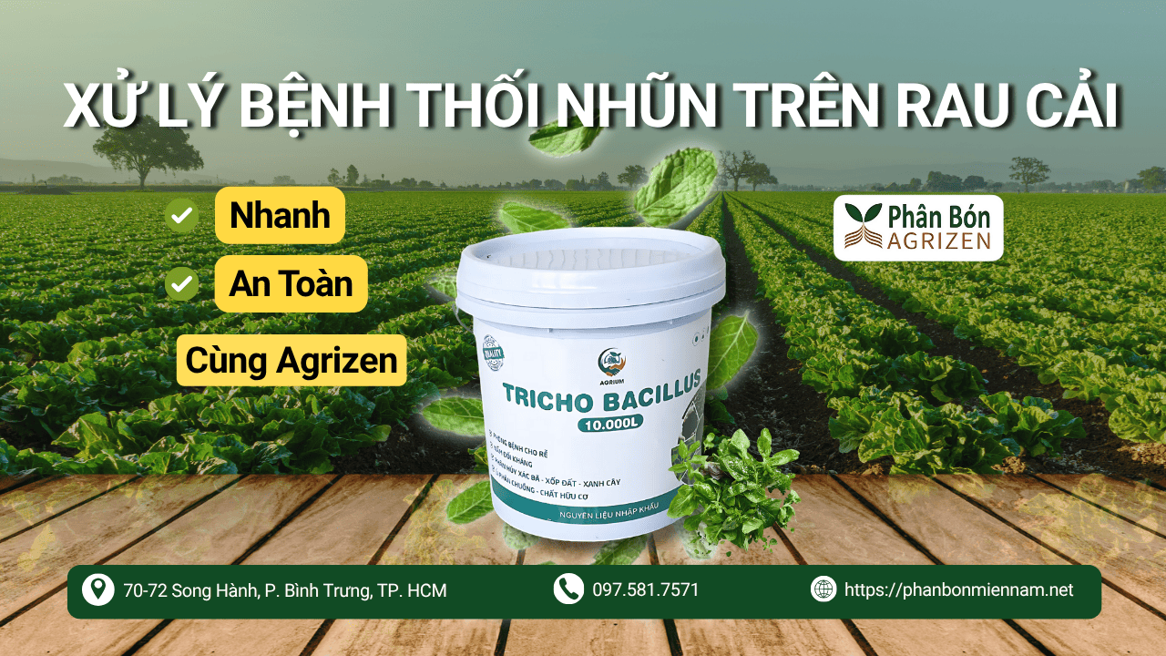 Xử Lý Bệnh Thối Nhũn Trên Rau Cải Nhanh Và An Toàn Cùng Agrizen