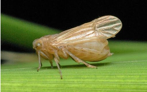 rầy nâu hại lúa