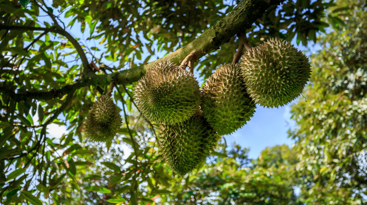 Bệnh hại cây trồng mùa mauw