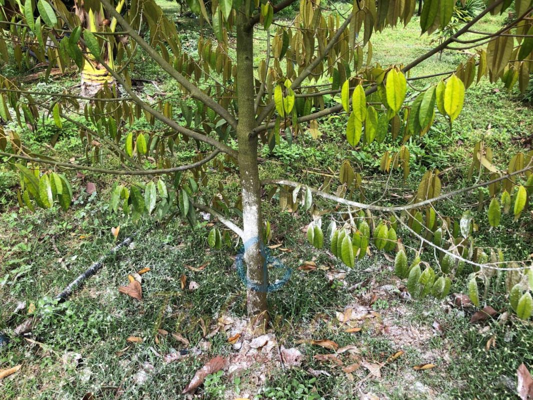 Bệnh thối rễ đen cách ngăn chặn