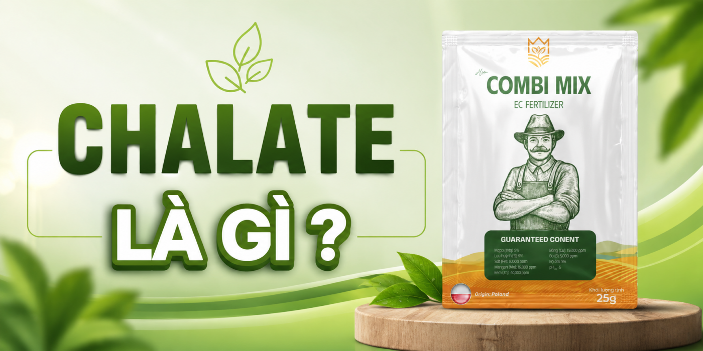 CHALATE LÀ GÌ