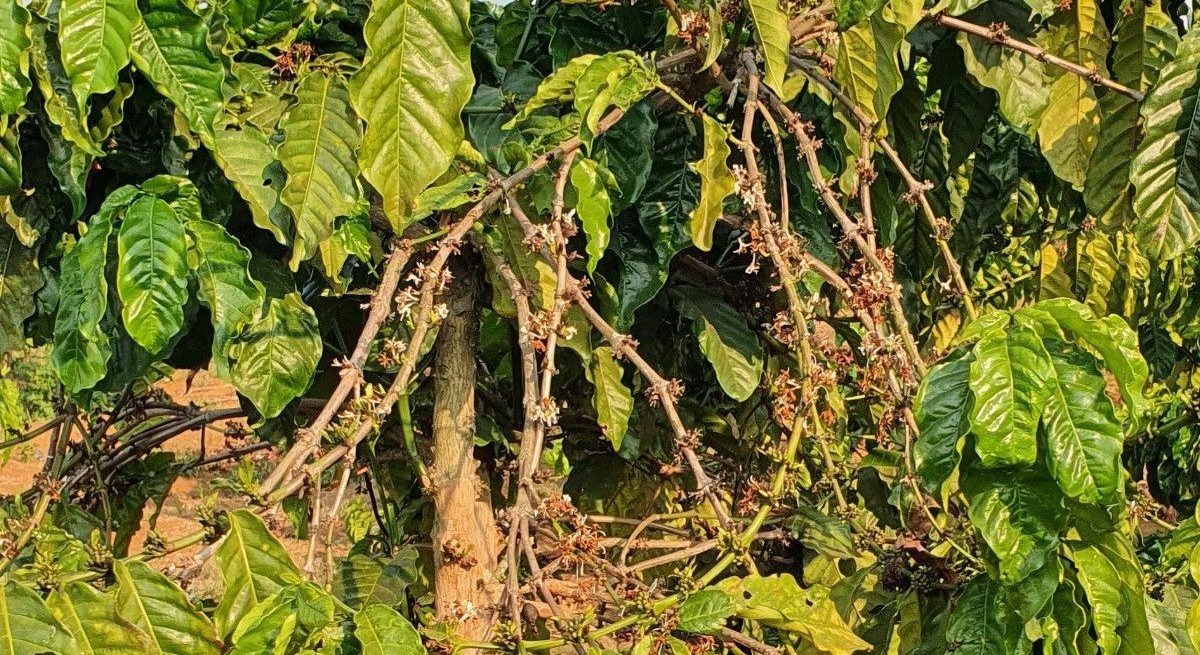 Cây cà phê bị tuyến trùng
