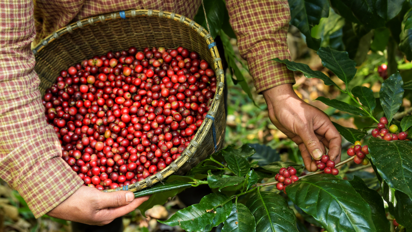 Cà phê rụng quả non