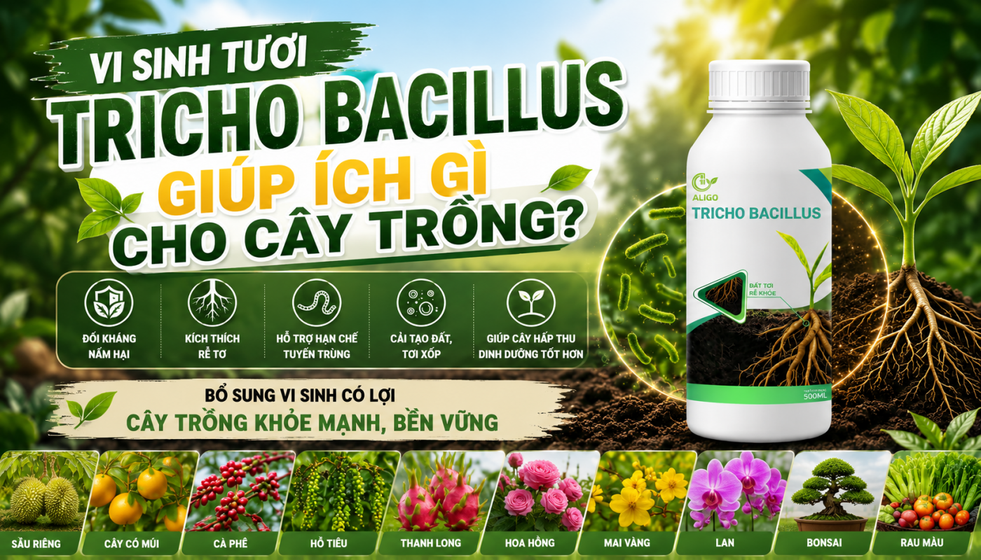 TRICHO BACILLUS GIÚP GÌ CHO CÂY TRỒNG?