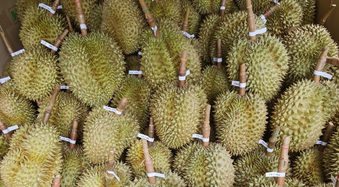 Sầu riêng suất khẩu