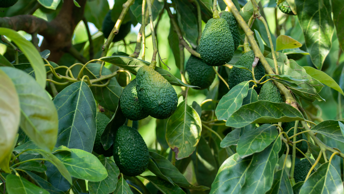Kỹ thuật chăm sóc cây bơ