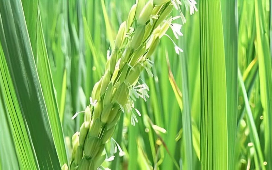 Nguyên nhân hiện tường nghẹn đòng
