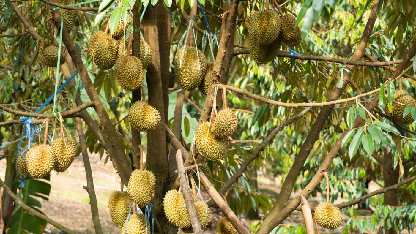 Phòng ngừa thối trái sầu riêng
