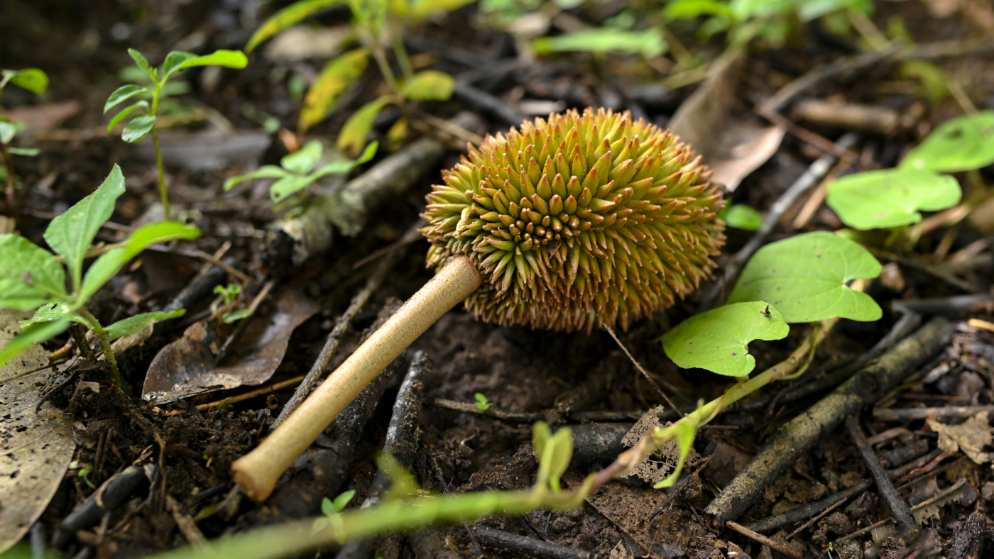 Rụng trái non 