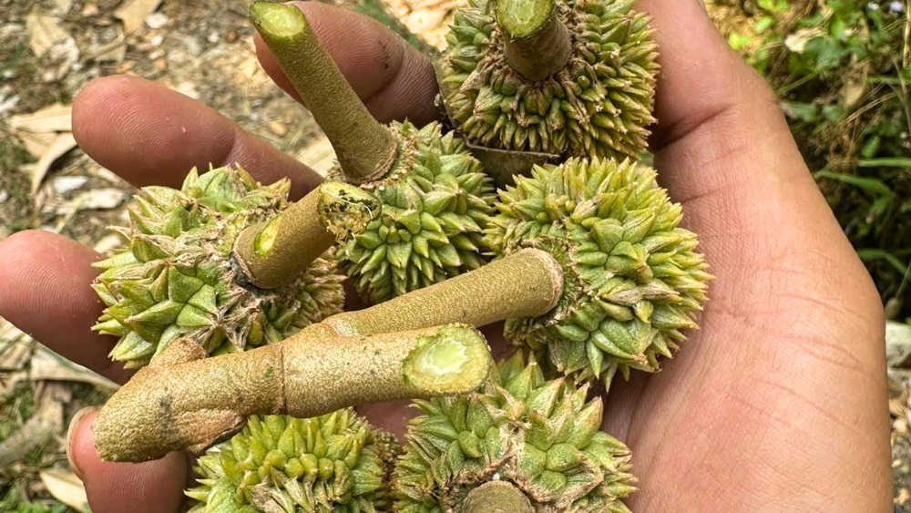 Sầu riêng mặt quỷ