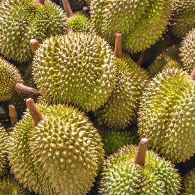 Mùa sầu riêng nở rộ