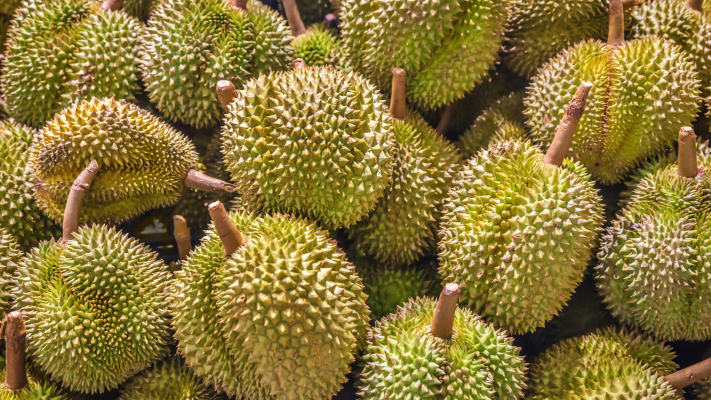 Mùa sầu riêng nở rộ
