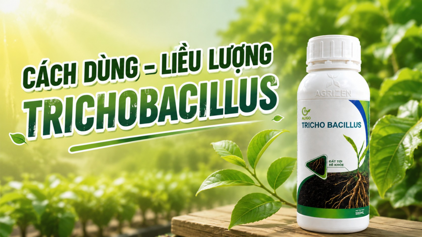 Liều lượng dùng tricho bacillus