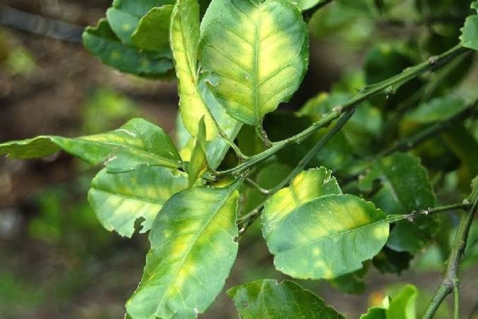 Vàng lá gân xanh ở cây trồng