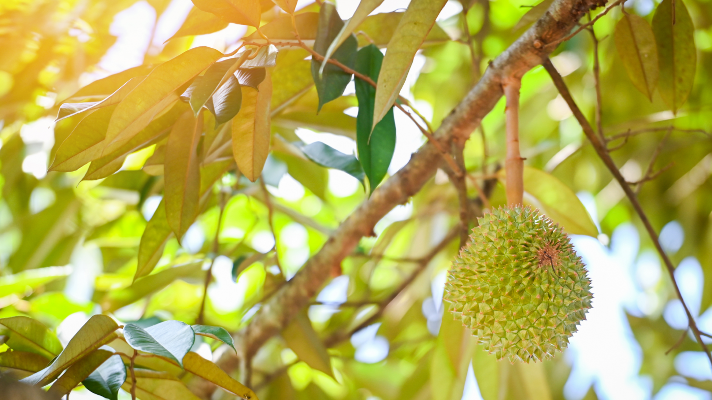 Dinh dưỡng vi lượng
