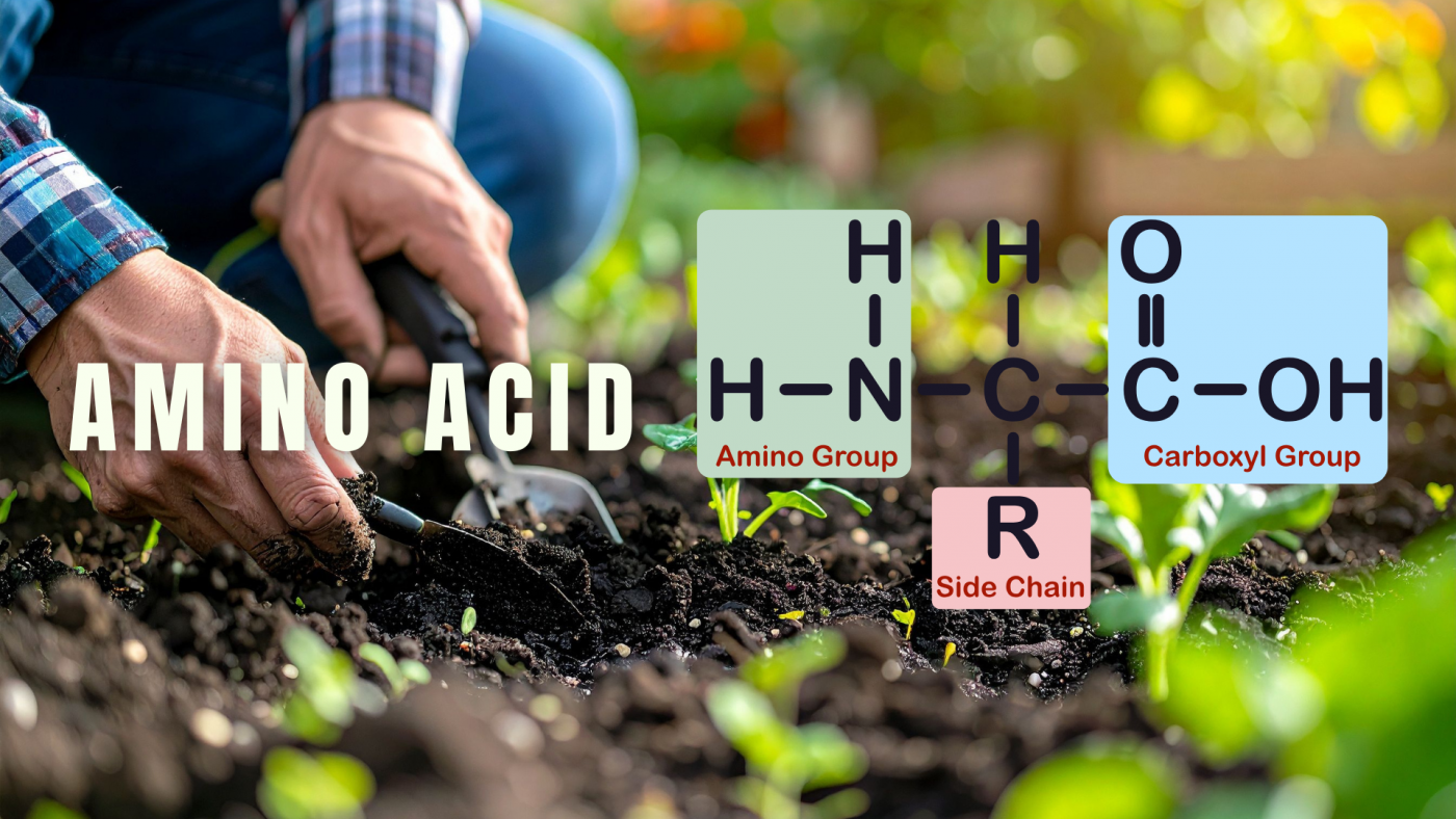 Khái niệm và cơ chế hấp thụ Amino Acid