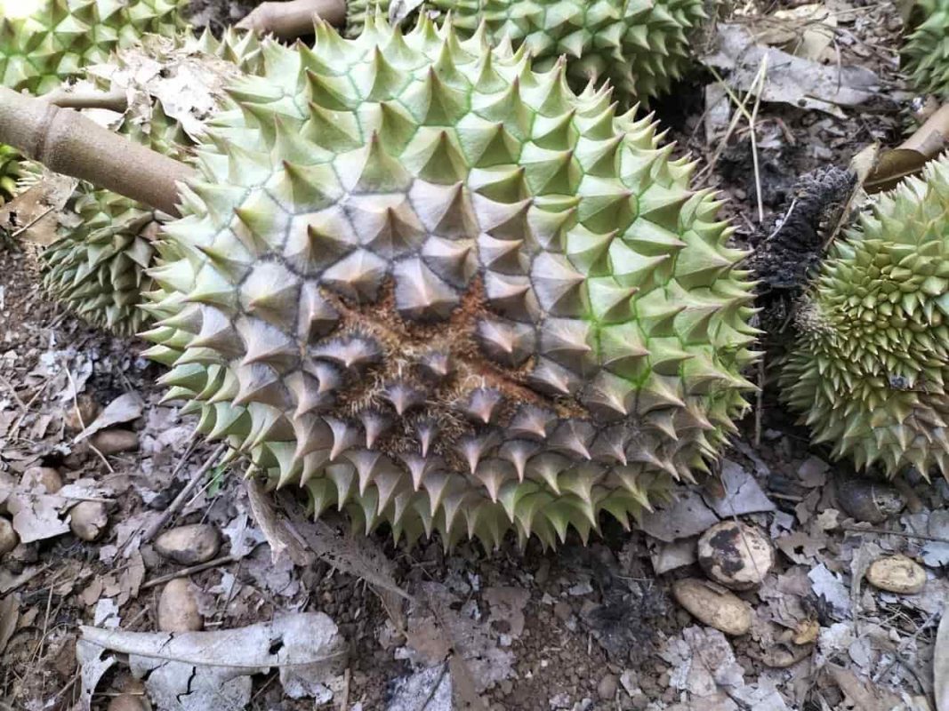 phòng trừ nấm phytophthora và fusarium 