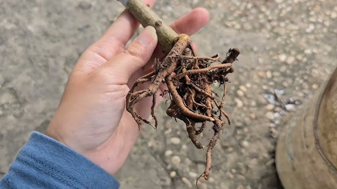 Bộ rễ cây bị yếu làm giảm khả năng hấp thu nước và dinh dưỡng của cây trồng.