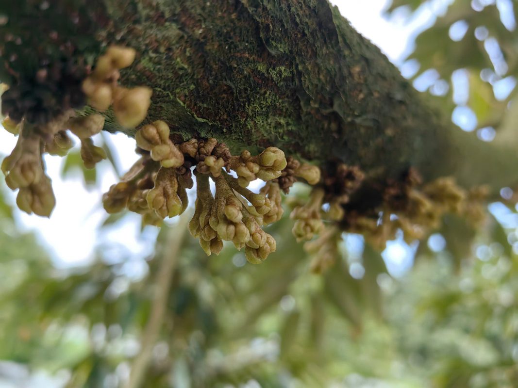 Sáng mắt cua