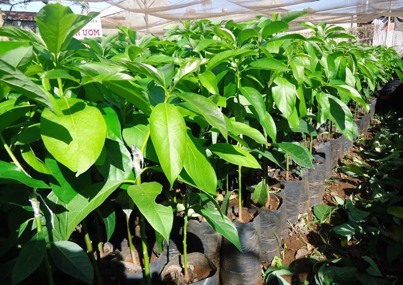 Cây giống bơ