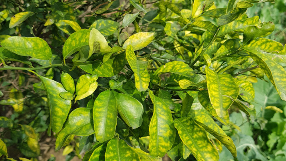 Cây thiếu kẽm

