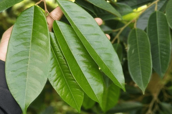 cơ chế hấp thu đạm tôm cho cây trồng qua hệ thống rễ và lá