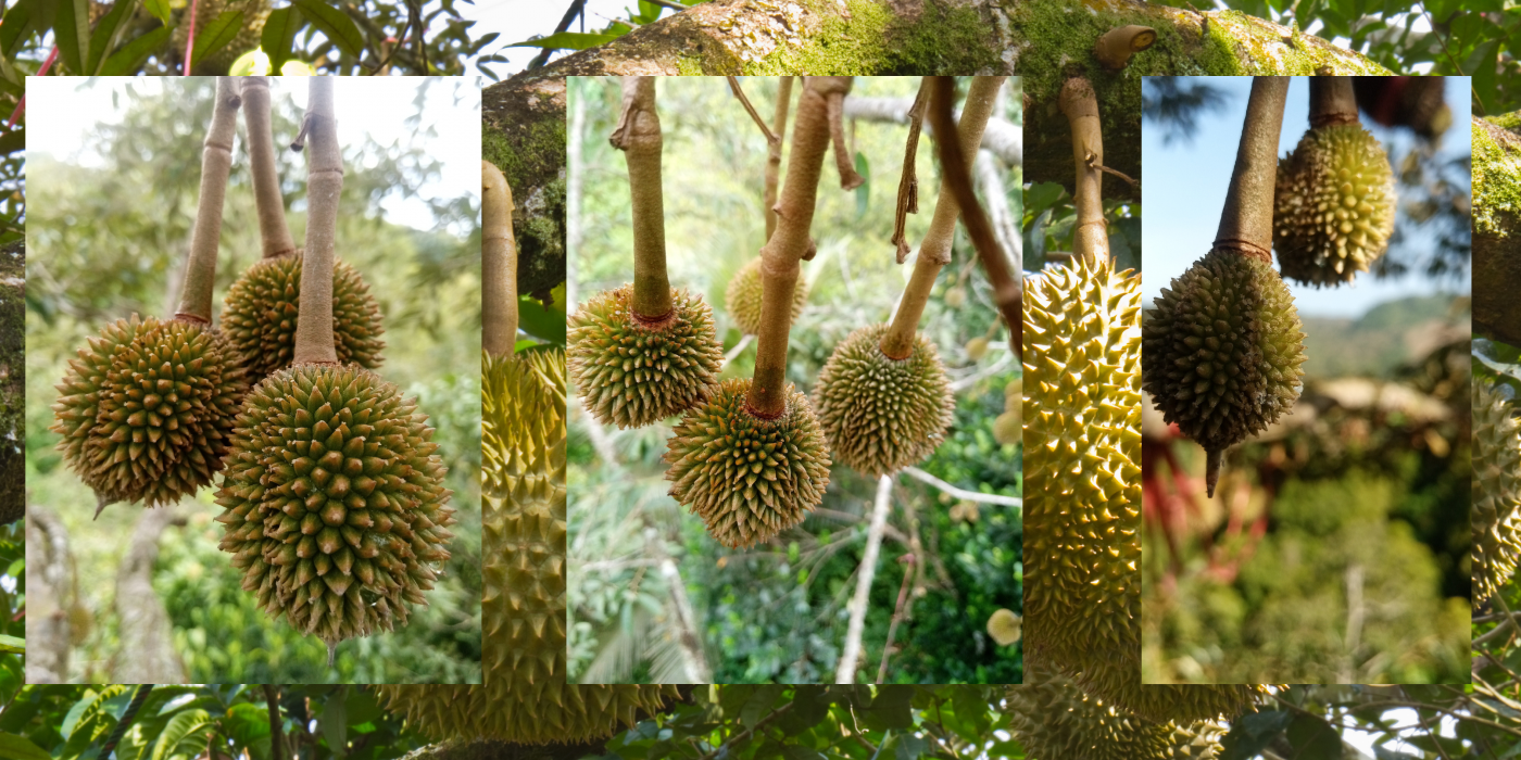 giữ trái non