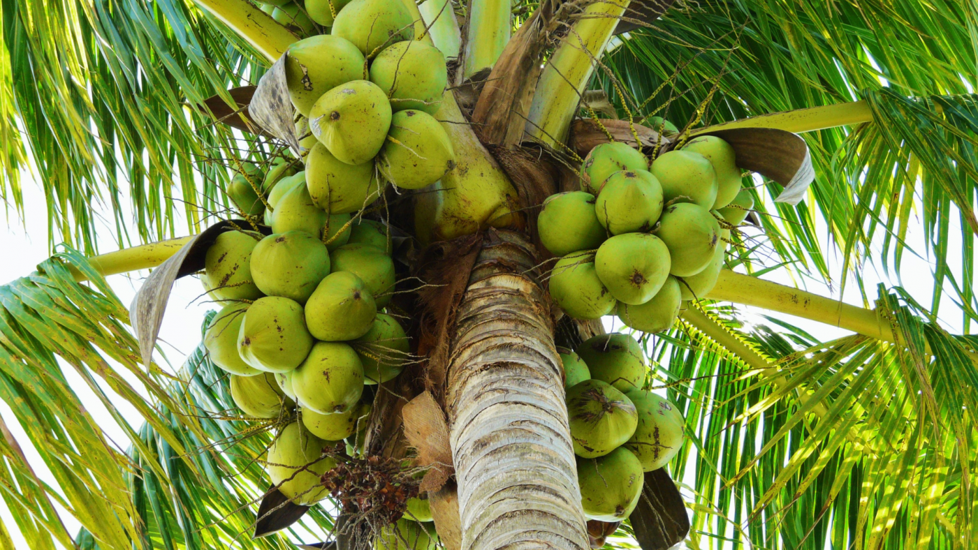 Kỹ thuật trồng dừa đúng cách