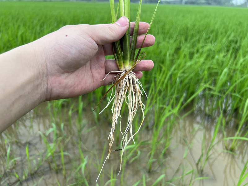Chế độ phân bón cho lúa đẻ nhánh khỏe
