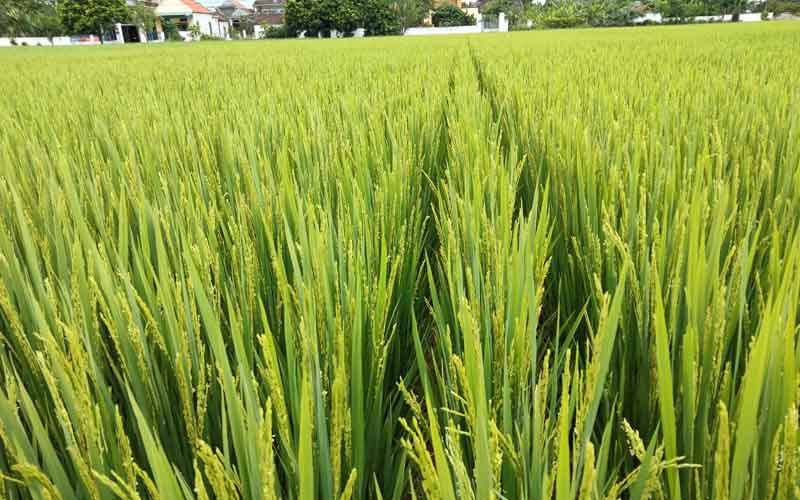 phân bón vi lượng cho cây lúa