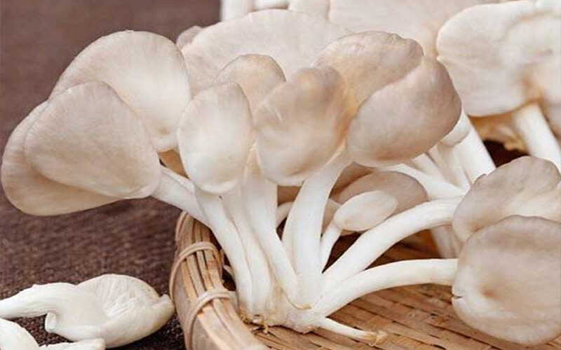 nấm bào ngư
