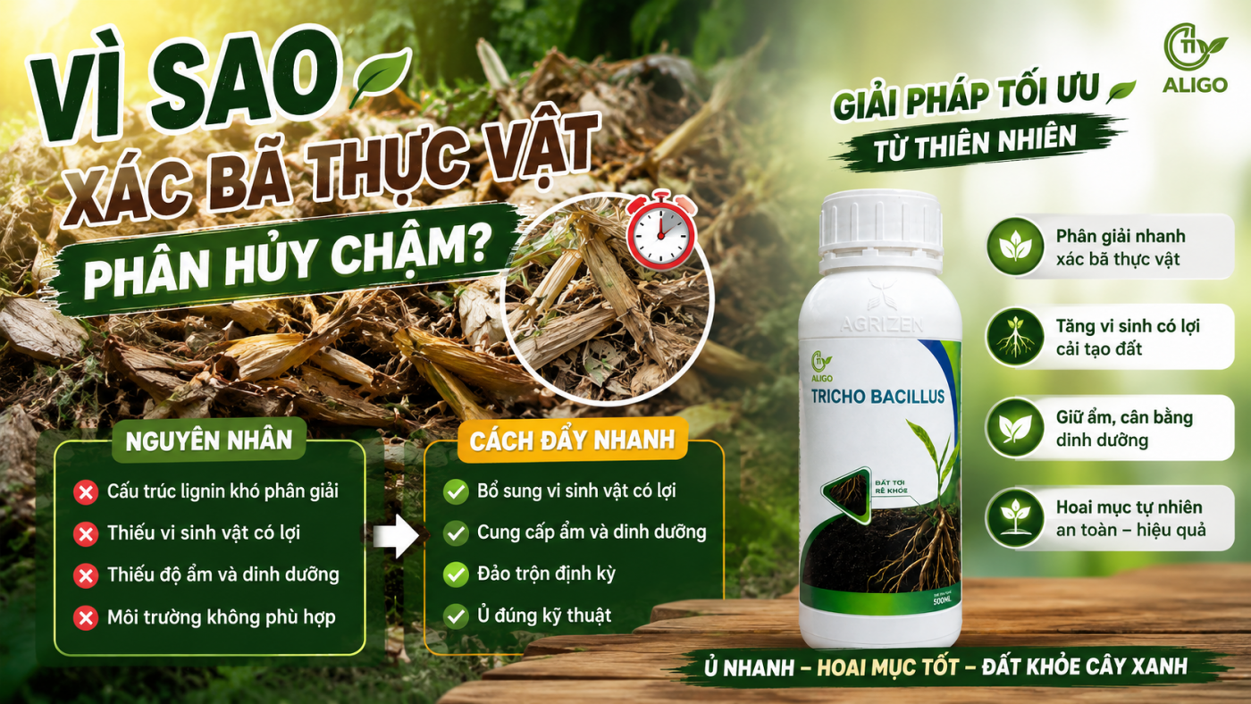 phân bã thực vật