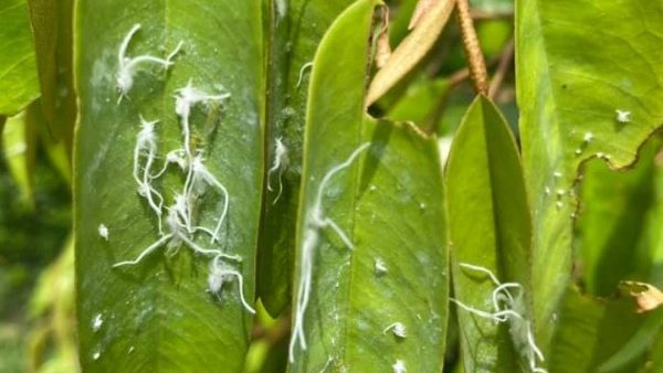 Dấu hiệu nhận viết sầu riêng bị rầy xanh tấn công