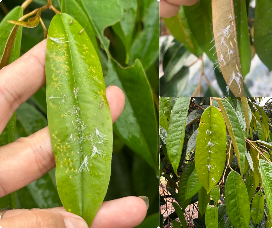 Rầy xanh hại sầu riêng